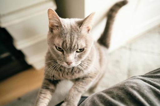 猫 猫の写真