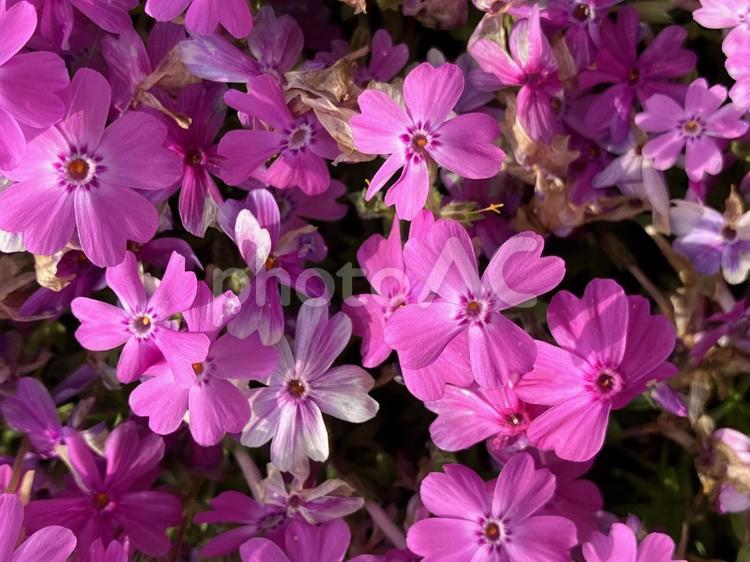 芝桜　花　ラッキー芝桜 芝桜,シバザクラ,しばざくらの写真素材