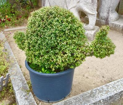 可愛い植木 可愛い植木の写真