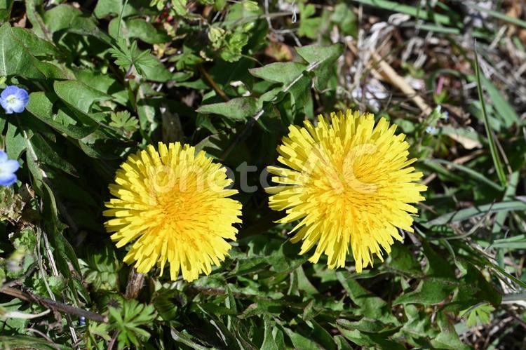 家の庭に出たセイヨウタンポポ 春,黄色い花,クローズアップの写真素材