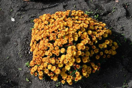 橙色の玉菊の写真