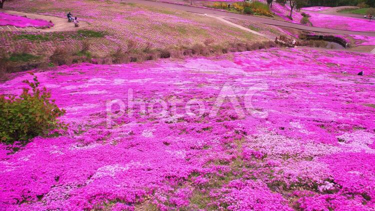 ピンク二染まった芝さくら滝上公園 芝桜,春,観光の写真素材