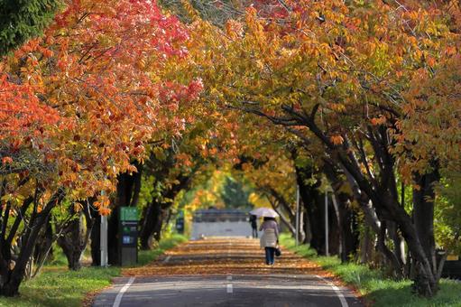 紅葉の並木道 黄葉,紅葉,黄葉並木の写真素材