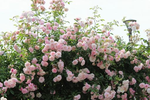 ピンクのバラ バラ,薔薇,ばらの写真素材