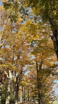 秋の並木道 黄色,散策道,公園の写真素材