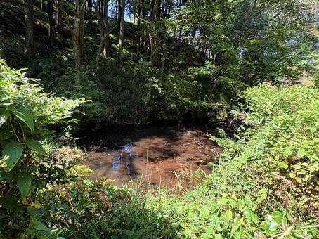 Photo, pool, woods, a waterside, 