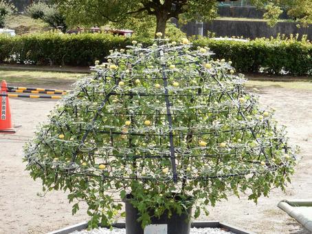 【風景写真】福山菊花展覧会の風景 キク,菊,菊花展の写真素材