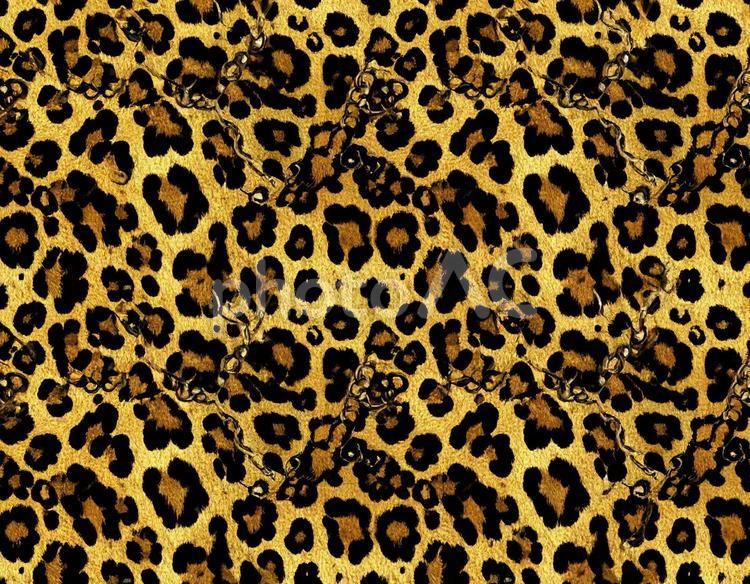 チェーン模様のヒョウ柄 ヒョウ,毛皮,斑点の写真素材