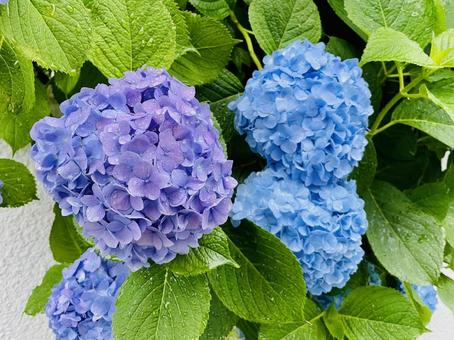 紫陽花のアップ 紫陽花のアップ アジサイ,花,6月の写真素材