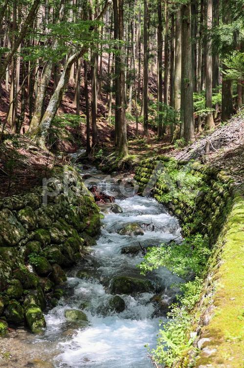 山林の中を流れる小川と石造りの堤防 小川,川,清流の写真素材