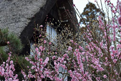 梅の花と日本家屋 梅の花と日本家屋の写真