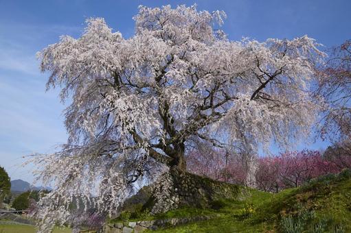 又兵衛桜 大宇陀本郷 春 又兵衛桜 大宇陀本郷 春 又兵衛桜,桜,春の写真素材