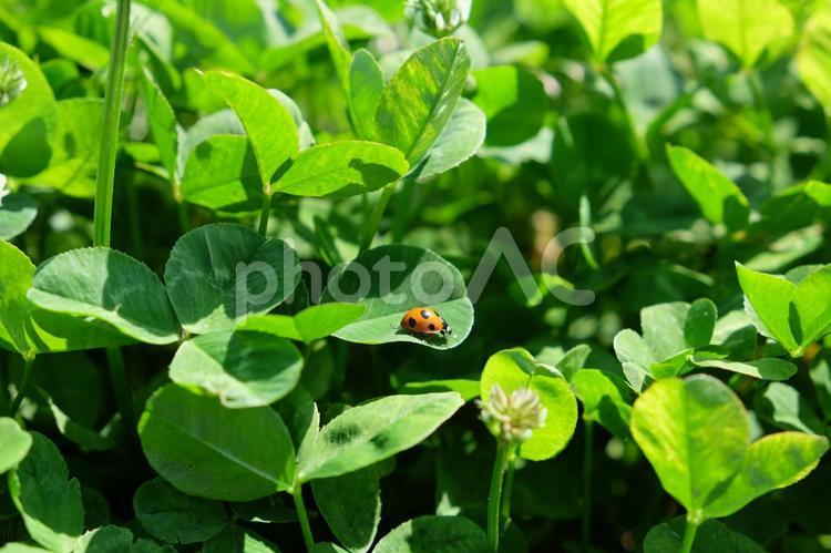 クローバーの葉っぱに乗ったてんとう虫 てんとう虫,クローバー,テントウムシの写真素材