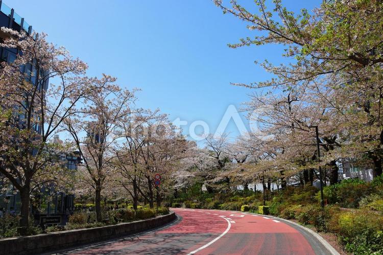 ４月上旬の東京港区立檜町公園の桜 背景,桜,花の写真素材