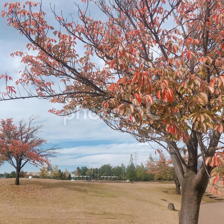 秋の風景 木,葉,秋の写真素材