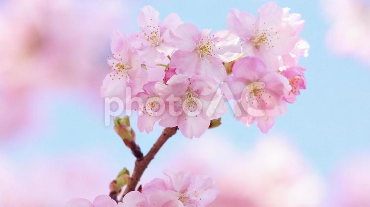 早咲き桜-563 桜,さくら,河津桜の写真素材