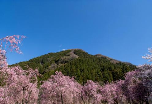 満開の枝垂れ桜 満開の枝垂れ桜 桜,枝垂れ桜,清らかの写真素材