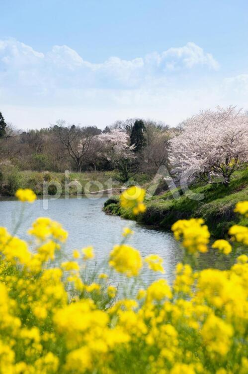 満開の桜と菜の花 桜,菜の花,お花見の写真素材