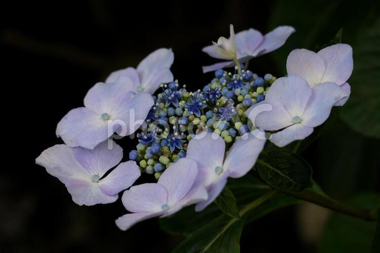 満開の薄紫色のヤマアジサイのクローズアップ あじさい,花,自然の写真素材