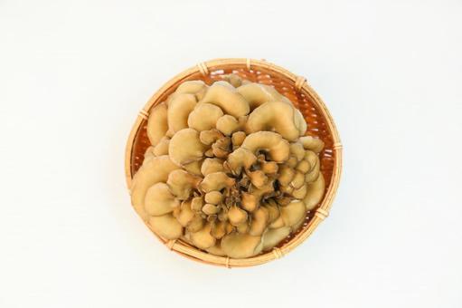 舞茸 舞茸の写真