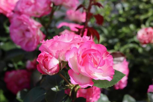 バラ園にて鮮やかな薔薇を撮影しました 花,薔薇,自然の写真素材