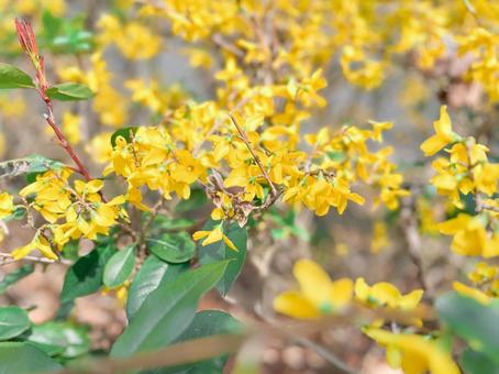 Photo, forsythia, flower, bloom, 