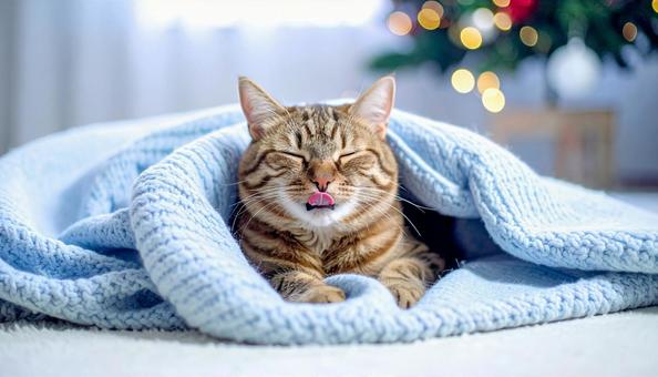 舌を出す猫 舌を出す猫の写真