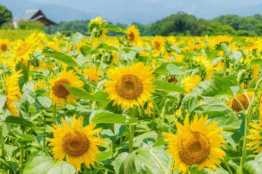 夏空に咲くひまわり 向日葵,夏,青空の写真素材
