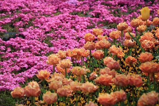 お花 お花の写真
