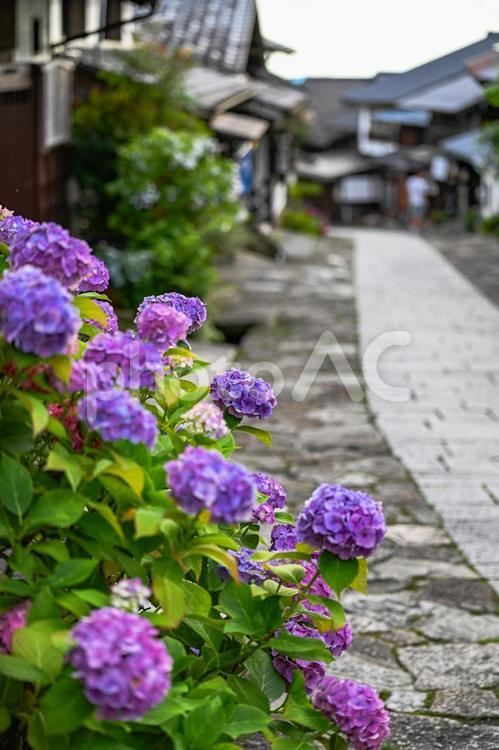 アジサイと馬籠宿 馬籠宿,岐阜,中津川の写真素材