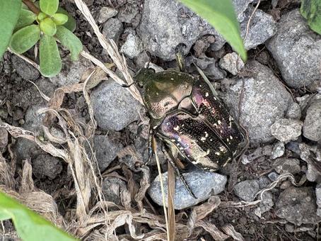 シロテンハナムグリ 04 シロテンハナムグリ 04の写真