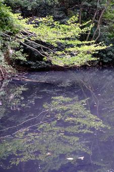 ［季節のイメージ］晩秋｜小雨｜森｜池 自然教育園,白金台,港区の写真素材