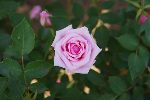 薔薇 薔薇の写真