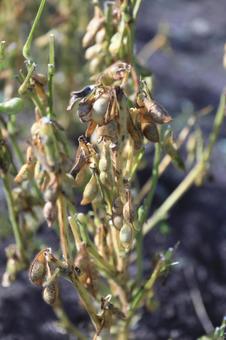 できの悪い丹波黒豆　葉を切り収穫前乾燥中 丹波黒豆,丹波種黒豆,黒豆の写真素材