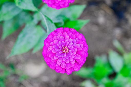 Photo, colorful, flower, up, 