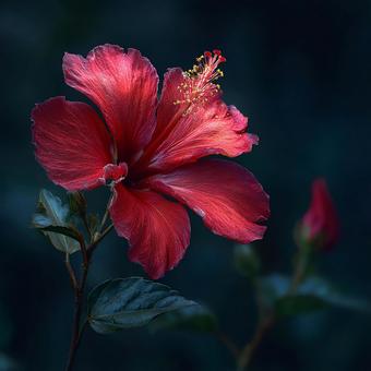 熱帯の美しさを象徴する真紅の花 熱帯の美しさを象徴する真紅の花の写真