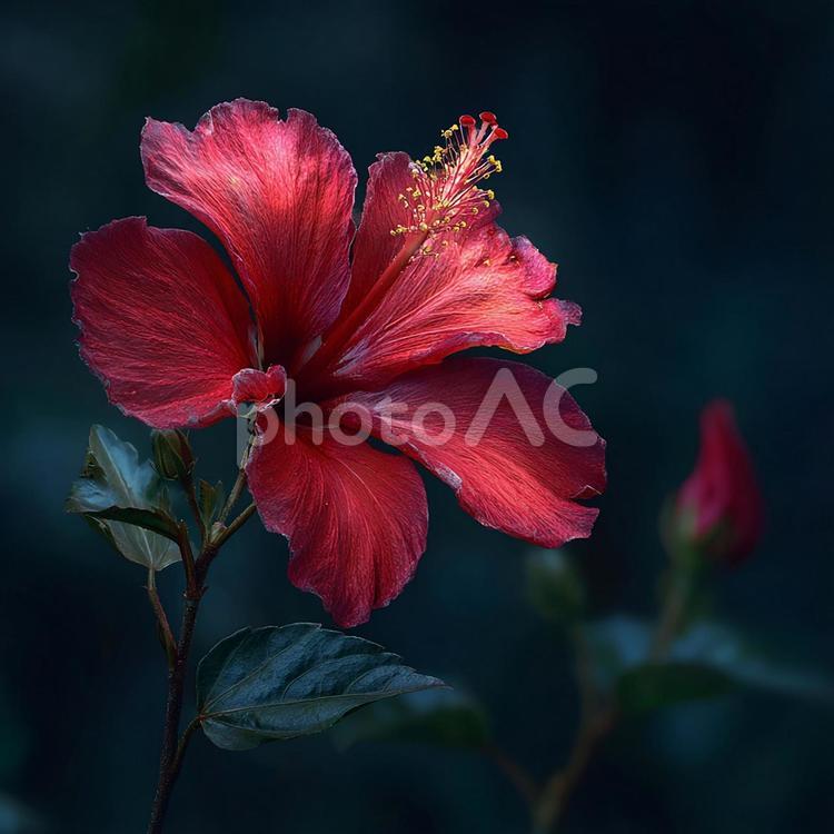 熱帯の美しさを象徴する真紅の花 ハイビスカス,花,赤の写真素材