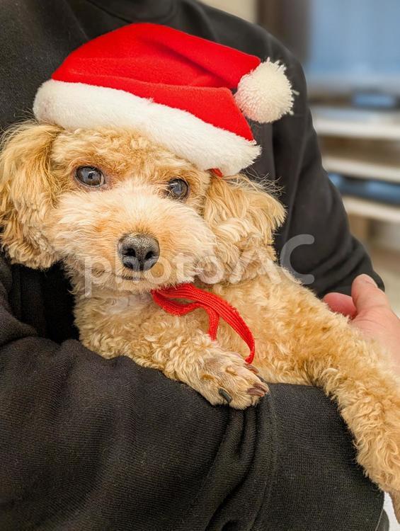 サンタクロースの帽子を被るトイプードル 犬,サンタクロース,サンタの写真素材
