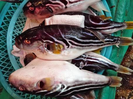 シマフグ シマフグ シマフグ,魚屋,魚介類の写真素材