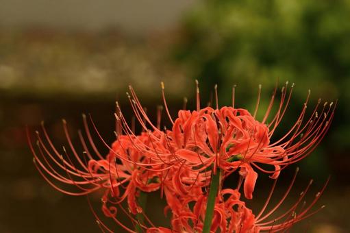曼珠沙華 曼珠沙華の写真