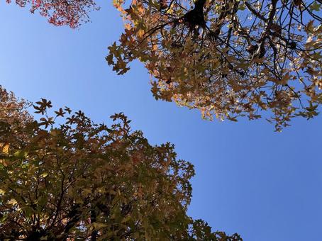 青空に映える紅葉の木々（見上げ構図） 紅葉,秋,黄葉の写真素材