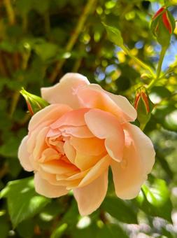 Roses in gentle colors, JPG