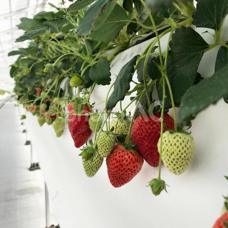 いちご狩り　イメージ 苺,いちご狩り,苺狩りの写真素材