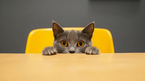 テーブルから覗く猫 テーブルから覗く猫の写真