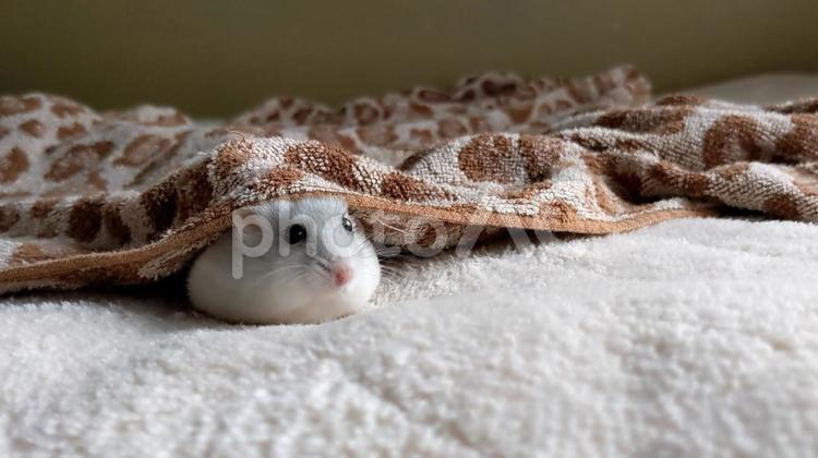 ハムスター ハムスター,小動物,齧歯類の写真素材