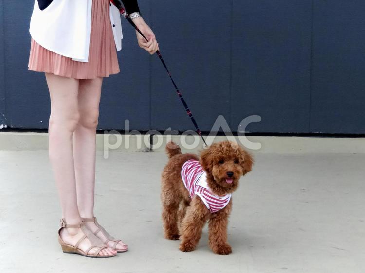 愛犬と散歩 女性,女の人,愛犬の写真素材