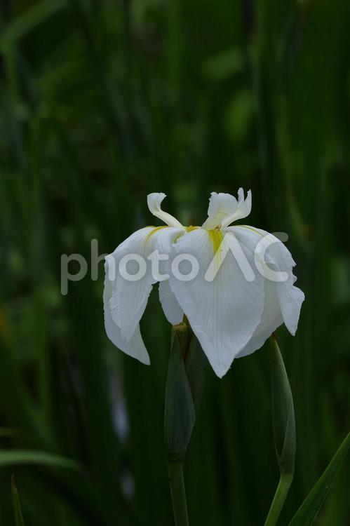 凛として優雅に咲く 花菖蒲,花,アヤメ科の植物の写真素材
