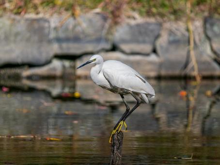 水辺のコサギ コサギ,鳥,野鳥の写真素材