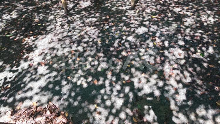 木漏れ日 木漏れ日,影,自然の写真素材