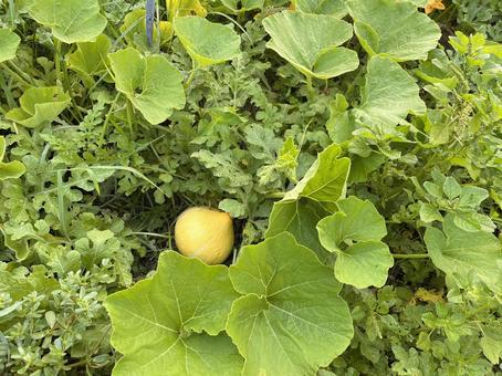 「未熟なカボチャ」イメージ用素_01 「未熟なカボチャ」イメージ用素_01 カボチャ,かぼちゃ,野菜の写真素材